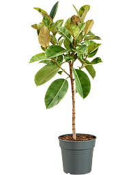 Lush Rubber Plant Ficus elastica 'Shivereana Moonshine' Indoor House Plants