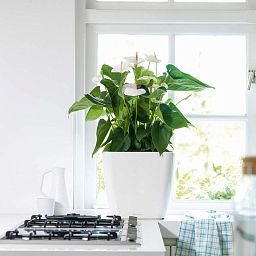 LECHUZA QUADRO Square Poly Resin Planter Only