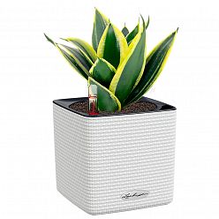LECHUZA CUBE Color Square Poly Resin Indoor Self-watering Planter
