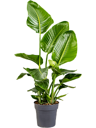 Tropical Bird of Paradise Strelitzia nicolai Indoor House Plants