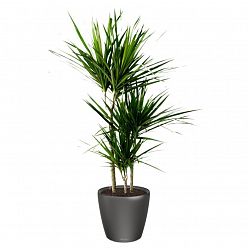 Dracaena Marginata in LECHUZA CLASSICO LS Self-watering Planter, Total Height 120 cm