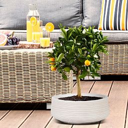 IDEALIST Lite Large Ribbed Light Concrete Bowl Planter