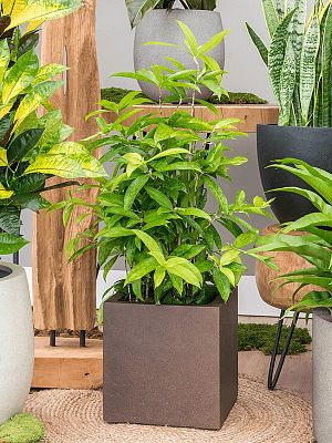 Easy-Care Spotted Gold Dust Dracaena surculosa (140-170) Indoor House Plants