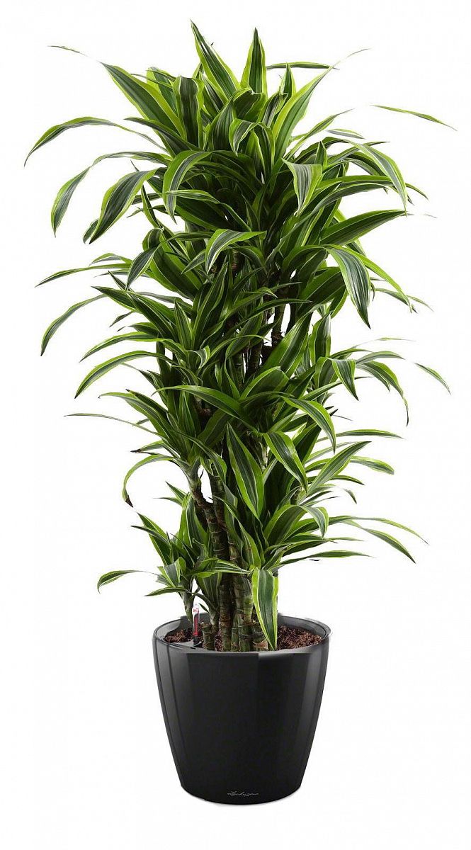 Dracaena Fragrans Lemon Lime in LECHUZA CLASSICO LS Self-watering Planter, Total Height 140 cm
