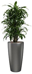 Dracaena Fragrans Arturo in LECHUZA RONDO Self-watering Planter, Total Height 160 cm