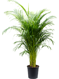 Lush Areca Palm Dypsis (Areca) lutescens Indoor House Plants