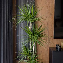 Dracaena Marginata in LECHUZA CLASSICO LS Self-watering Planter, Total Height 120 cm