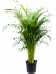 Lush Areca Palm Dypsis (Areca) lutescens Indoor House Plants