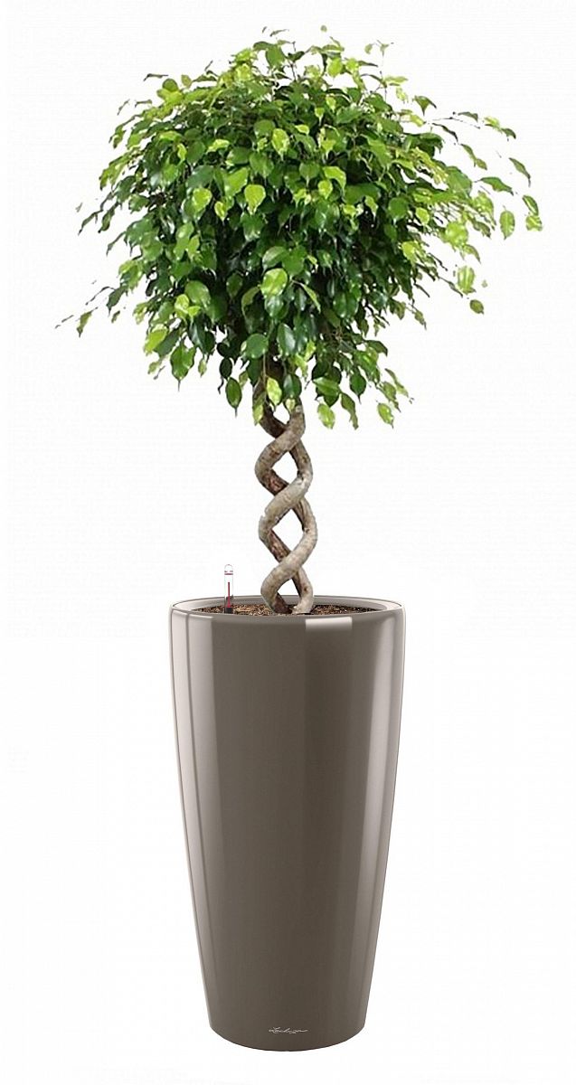 Ficus Benjamina Exotica with Double Spiral Stem in LECHUZA RONDO Self-watering Planter, Total Height