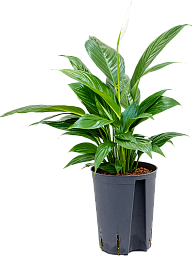Photogenic Peace Lily Spathiphyllum 'Mont Blanc' Indoor House Plants