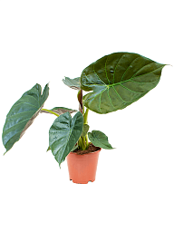 Lush Elephant Ear Alocasia Wentii Indoor House Plants
