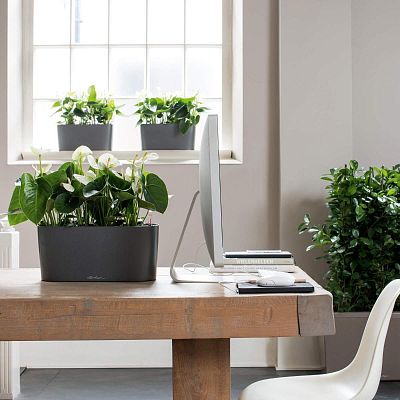 LECHUZA DELTA 10|DELTA 20 Poly Resin Indoor Self-watering Planter