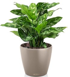 Aglaonema Maria in LECHUZA CLASSICO Color Self-watering Planter, Total Height 35 cm