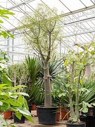 Queensland Bottle Tree Brachychiton rupestris