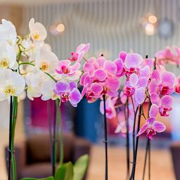 Blooming Lilac Orchid in LECHUZA CUBICO Self-watering Planter, Total Height 80 cm