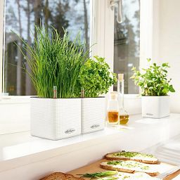 LECHUZA CUBE Color Square Poly Resin Indoor Self-watering Planter