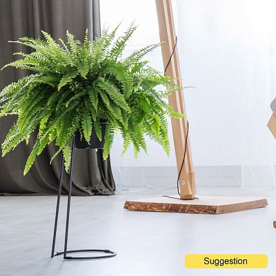 Shade-loving Boston Fern Nephrolepis exaltata 'Boston' Indoor House Plants