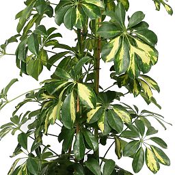 Delicate Umbrella Tree Schefflera arboricola 'Gold Capella' Indoor House Plants