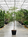 Tropical Black Olive Tree Bucida buceras 'Shady Lady' (800-900)