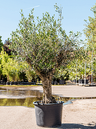 Showy Olive Olea europaea
