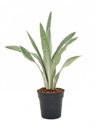 Easy-Care Snake Plant Sansevieria trifasciata 'Metallica' Indoor House Plants