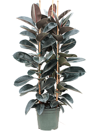 Lush Rubber Plant Ficus elastica 'Abidjan' Indoor House Plants