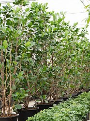 Lush Autograph Tree Clusia rosea 'Green Magic' Indoor House Plants