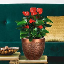 IDEALIST Lite Mesh Style Round Indoor Planter