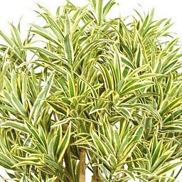 DRACAENA REFLEXA 2 Artificial Tree Plant