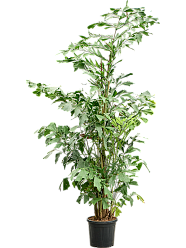 Lush Fishtail Palm Caryota mitis (650-725) Indoor House Plants