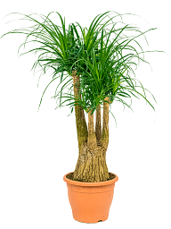 Tropical Ponytail Palm Beaucarnea recurvata Tall Indoor House Plants Trees