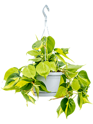 Lush Heart-Leaf Philodendron scandens 'Brasil' Indoor House Plants