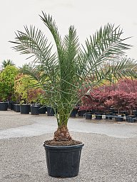 Tropical Canary Date Palm Phoenix canariensis Indoor House Plants