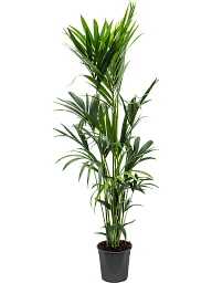 Lush Sentry Palm Kentia (Howea) forsteriana Indoor House Plants