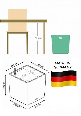 Ficus Benjamina Exotica in LECHUZA CUBE Self-watering Planter, Total Height 85 cm