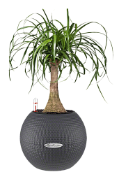 Nolina in LECHUZA-PURO Self-watering Planter, Total Height 45 cm