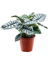 Lush Elephant Ear Alocasia 'Silver Dragon' Indoor House Plants