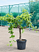 Vibrant European Wine Grape Vitis vinifera (100-140) Outdoor Plants