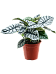 Lush Elephant Ear Alocasia 'Silver Dragon' Indoor House Plants