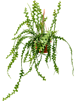 Cheerful Fishbone Cactus Epiphyllum anguliger Indoor House Plants W25 ...