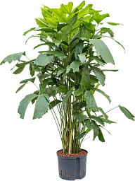 Lush Fishtail Palm Caryota mitis (650-725) Indoor House Plants