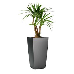 Yucca in LECHUZA CUBICO Self-watering Planter, Total Height 110 cm