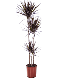 Showy Dragon Tree Dracaena marginata 'Magenta' Tall Indoor House Plants Trees