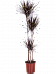 Showy Dragon Tree Dracaena marginata 'Magenta' Tall Indoor House Plants Trees