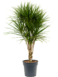 Showy Madagascar Dragon Tree Dracaena marginata Tall Indoor House Plants Trees