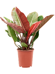 Lush Heart-Leaf Philodendron 'Prince of Orange' Indoor House Plants