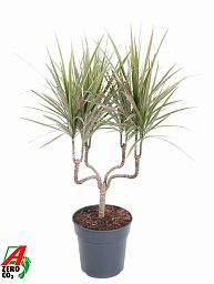 Colorful Dragon Tree Dracaena marginata Bicolor Tall Indoor House Plants Trees