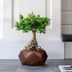 IDEALIST Lite Faceted Effect Bronze Bowl Planter Indoor Plant Pot