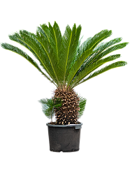 Sago Palm Cycas revoluta