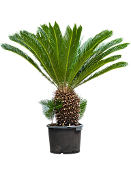 Sago Palm Cycas revoluta